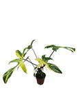Philodendron Florida Beauty