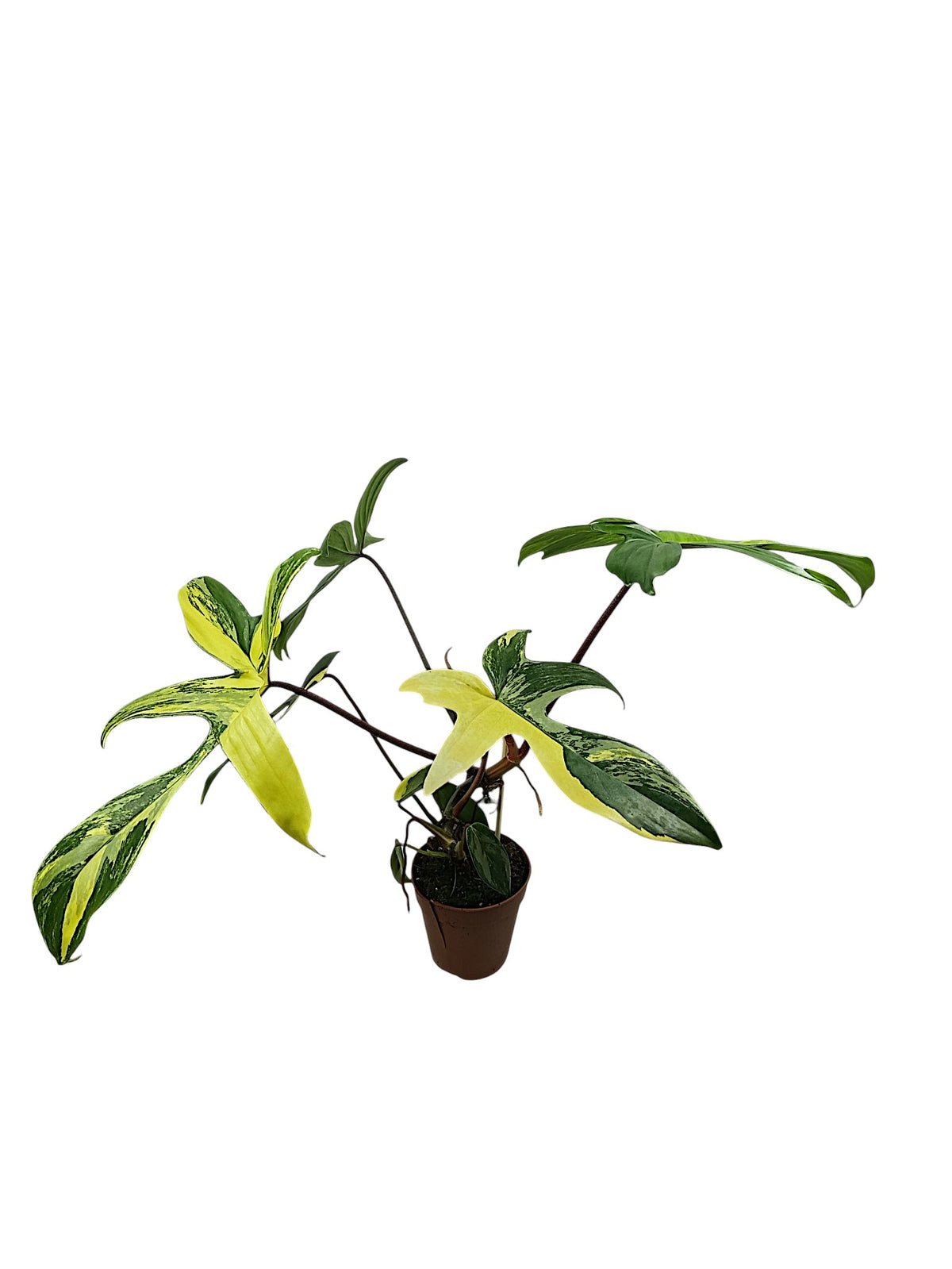 Philodendron Florida Beauty