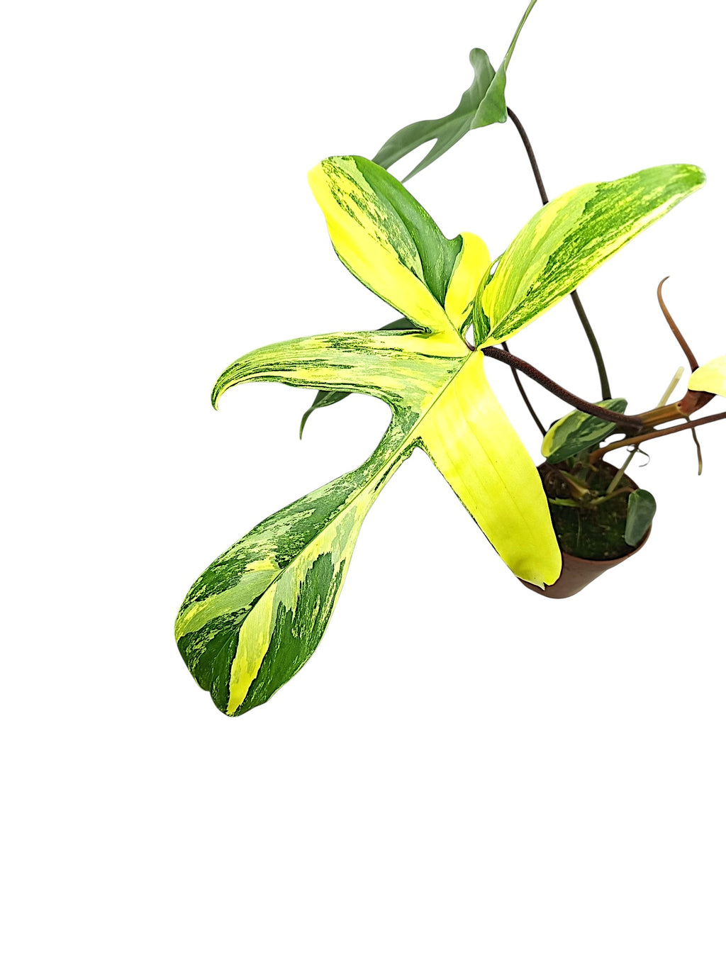 Philodendron Florida Beauty