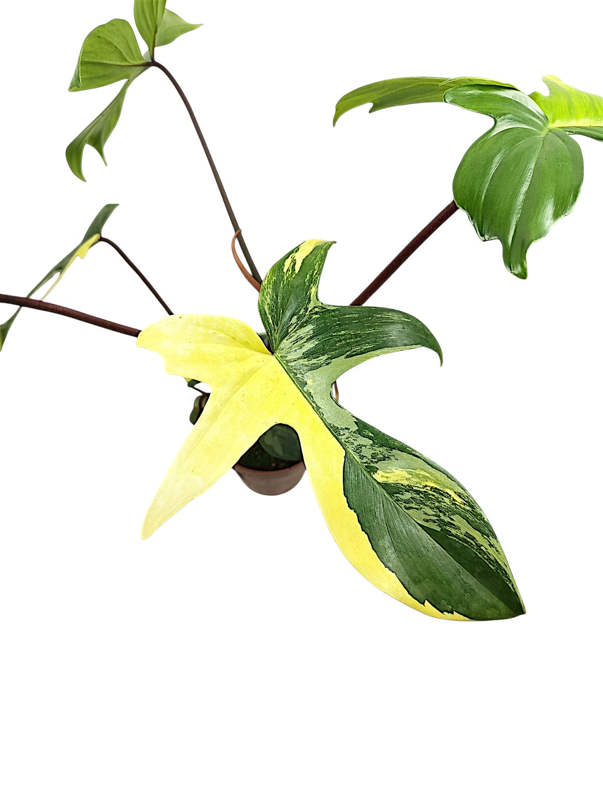 Philodendron Florida Beauty