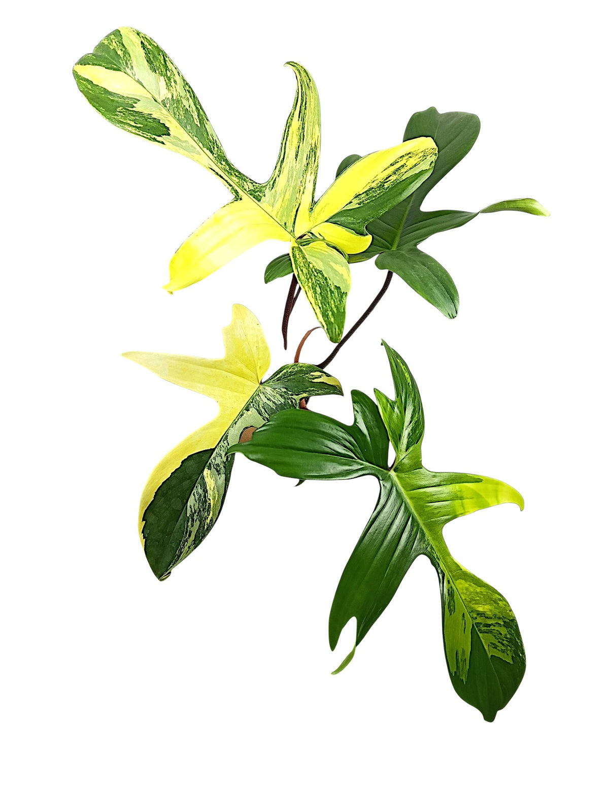 Philodendron Florida Beauty