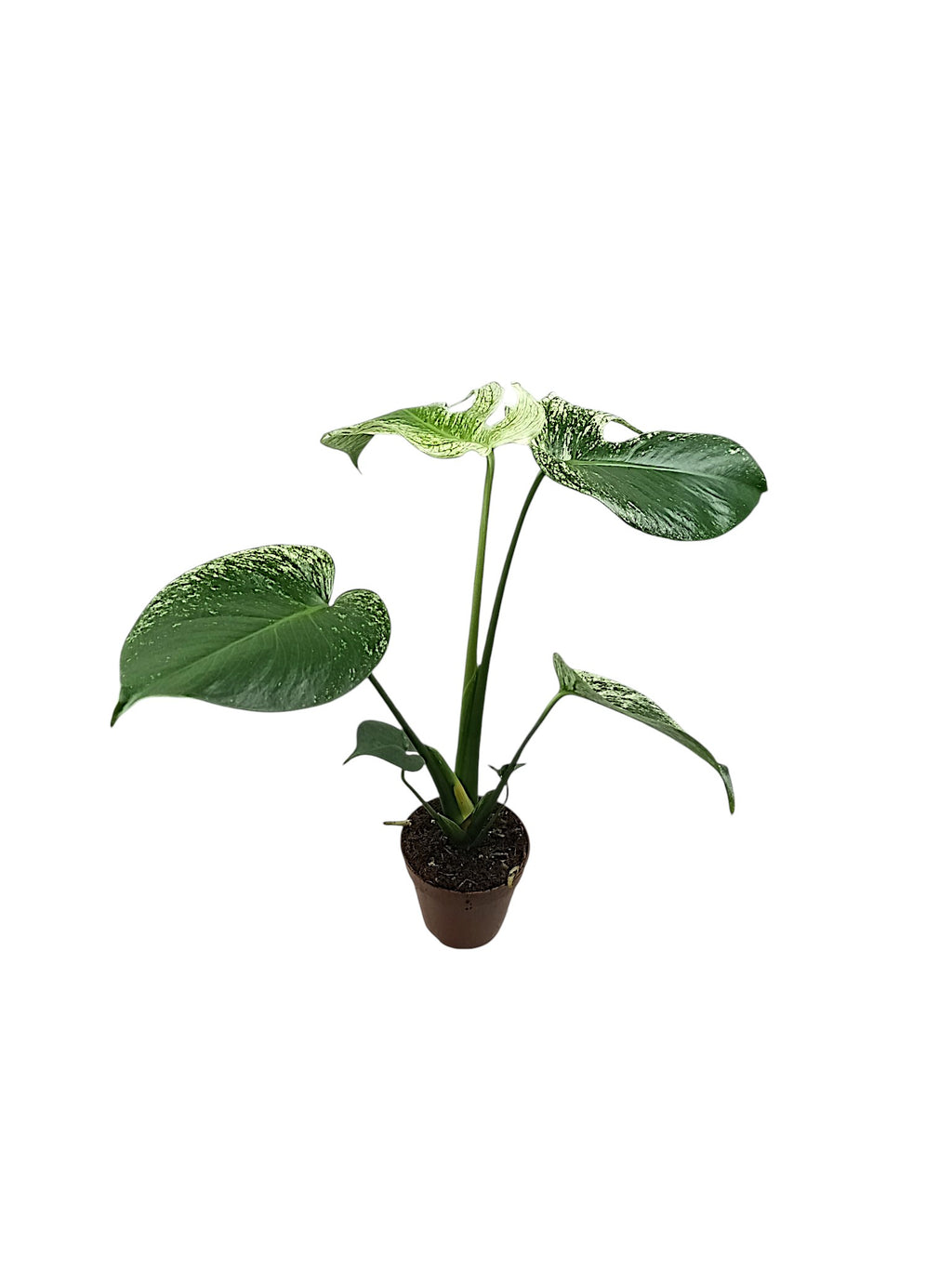 Monstera devil Monster