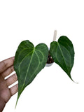 Anthurium Delta Force