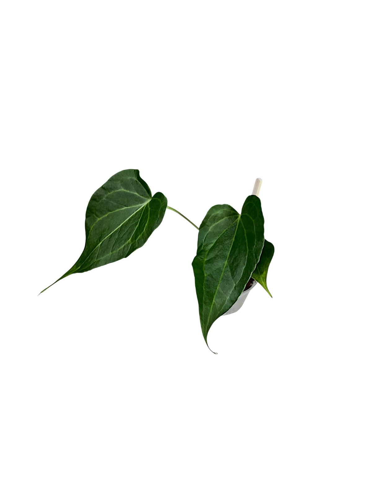 Anthurium Delta Force