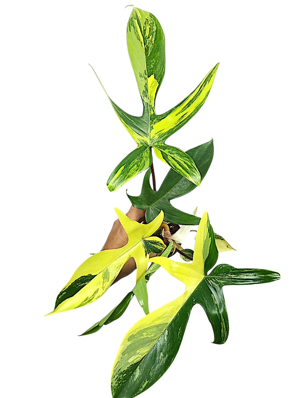 Philodendron Florida Beauty