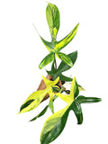 Philodendron Florida Beauty