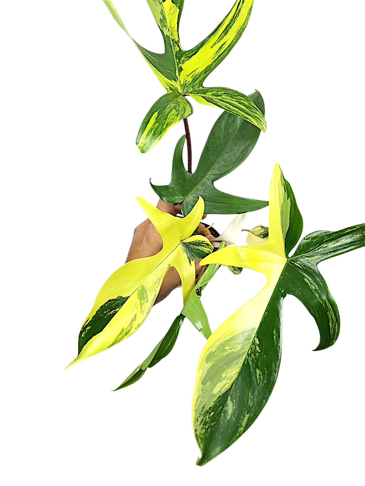 Philodendron Florida Beauty