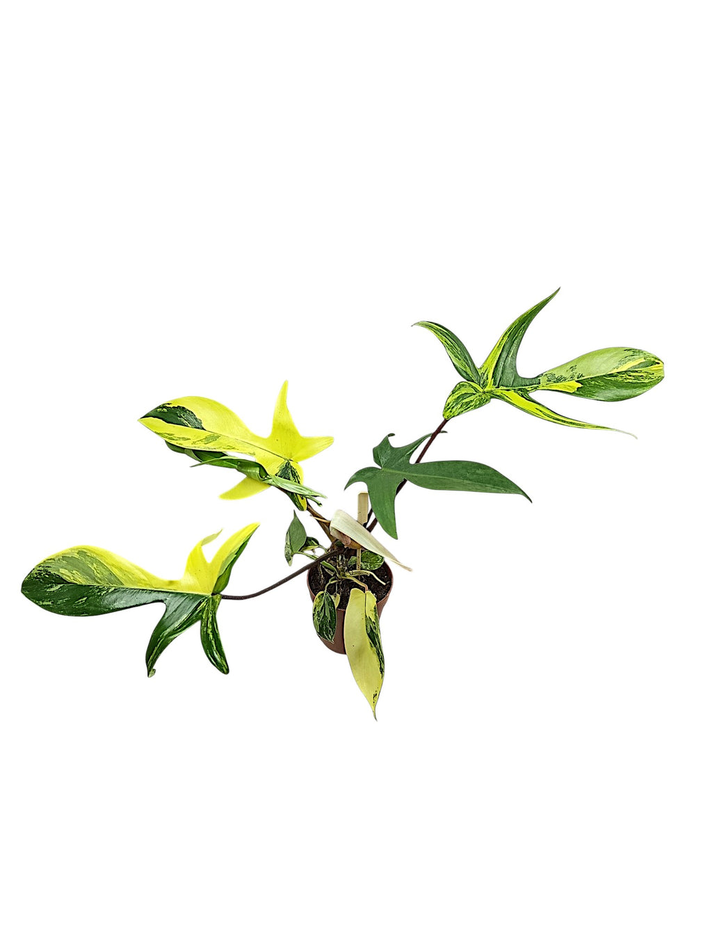 Philodendron Florida Beauty