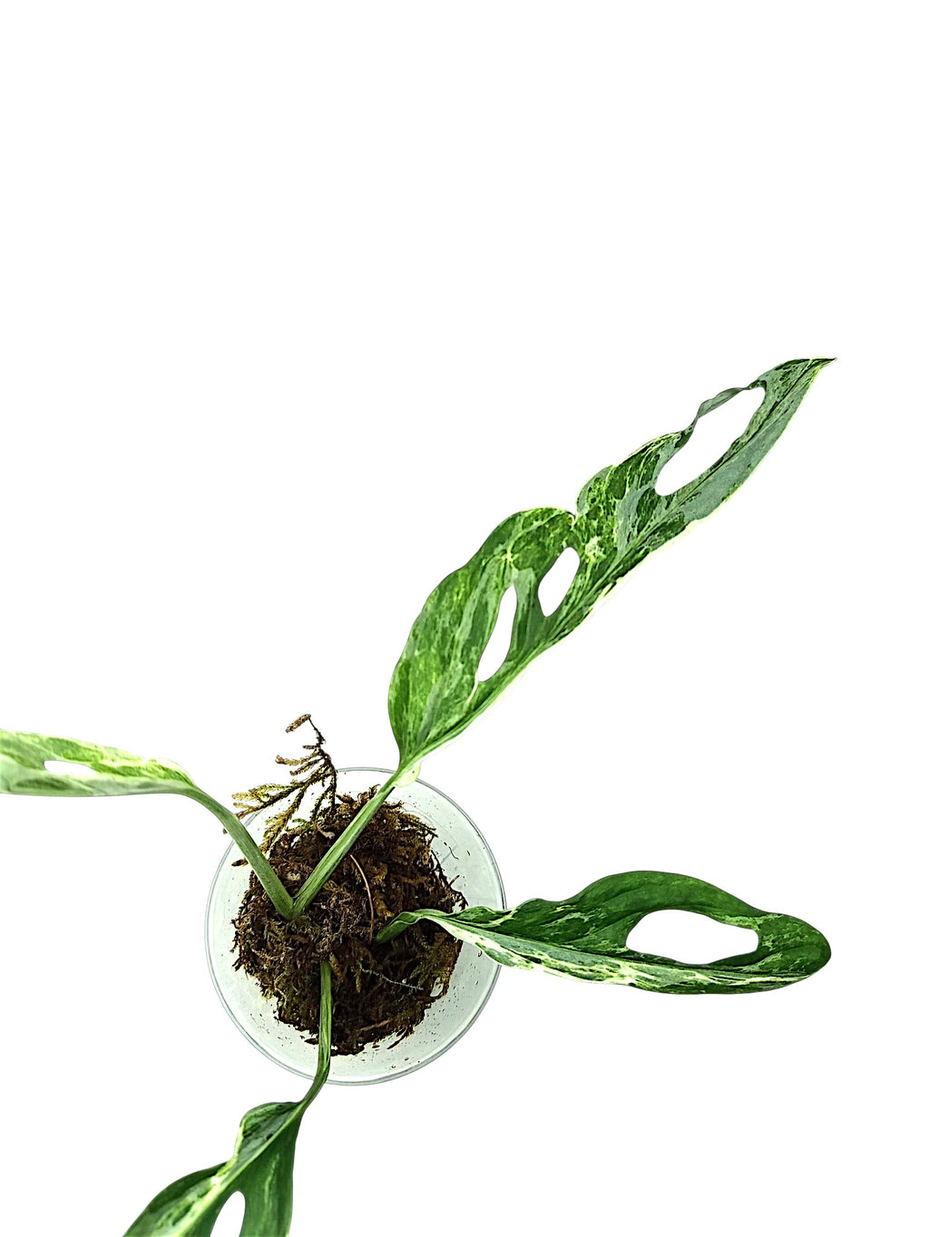 Monstera Marble Indo