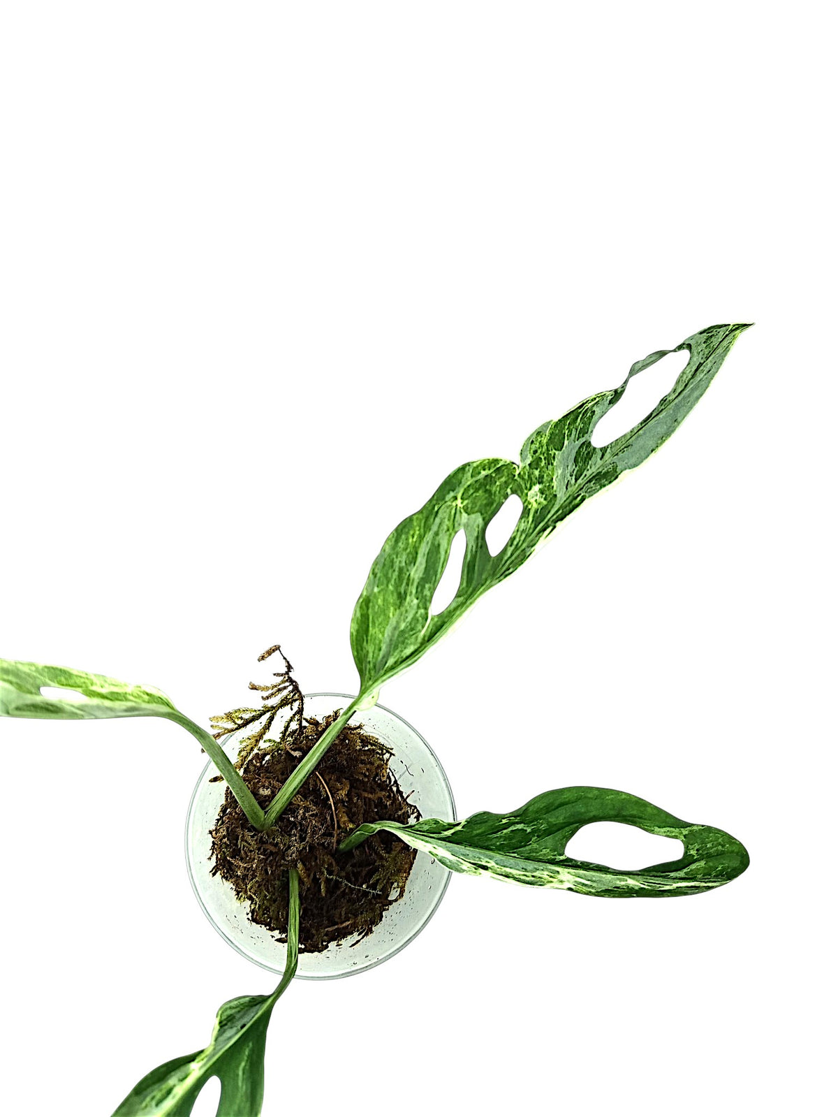 Monstera Marble Indo