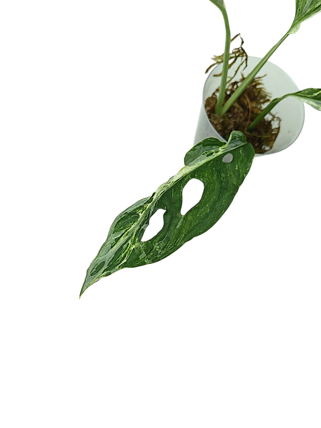 Monstera Marble Indo