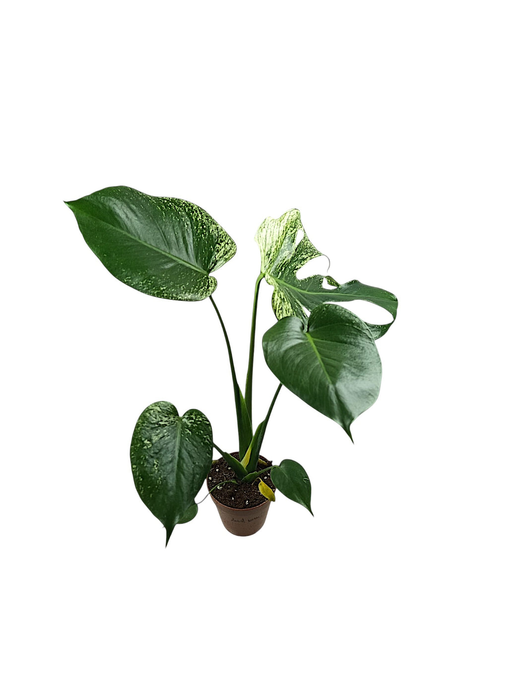 Monstera devil Monster