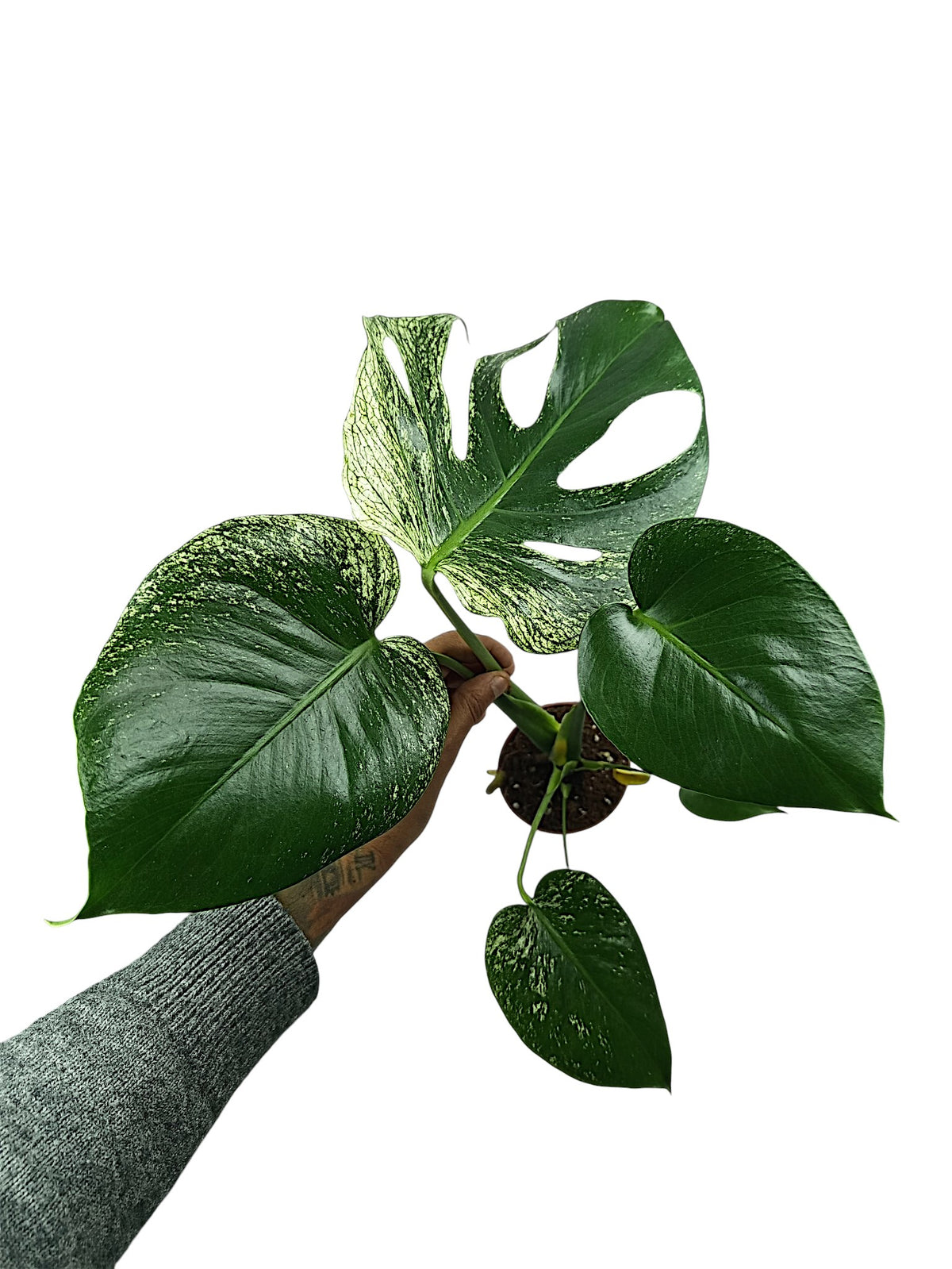 Monstera devil Monster