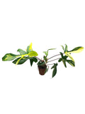 Philodendron Florida Beauty
