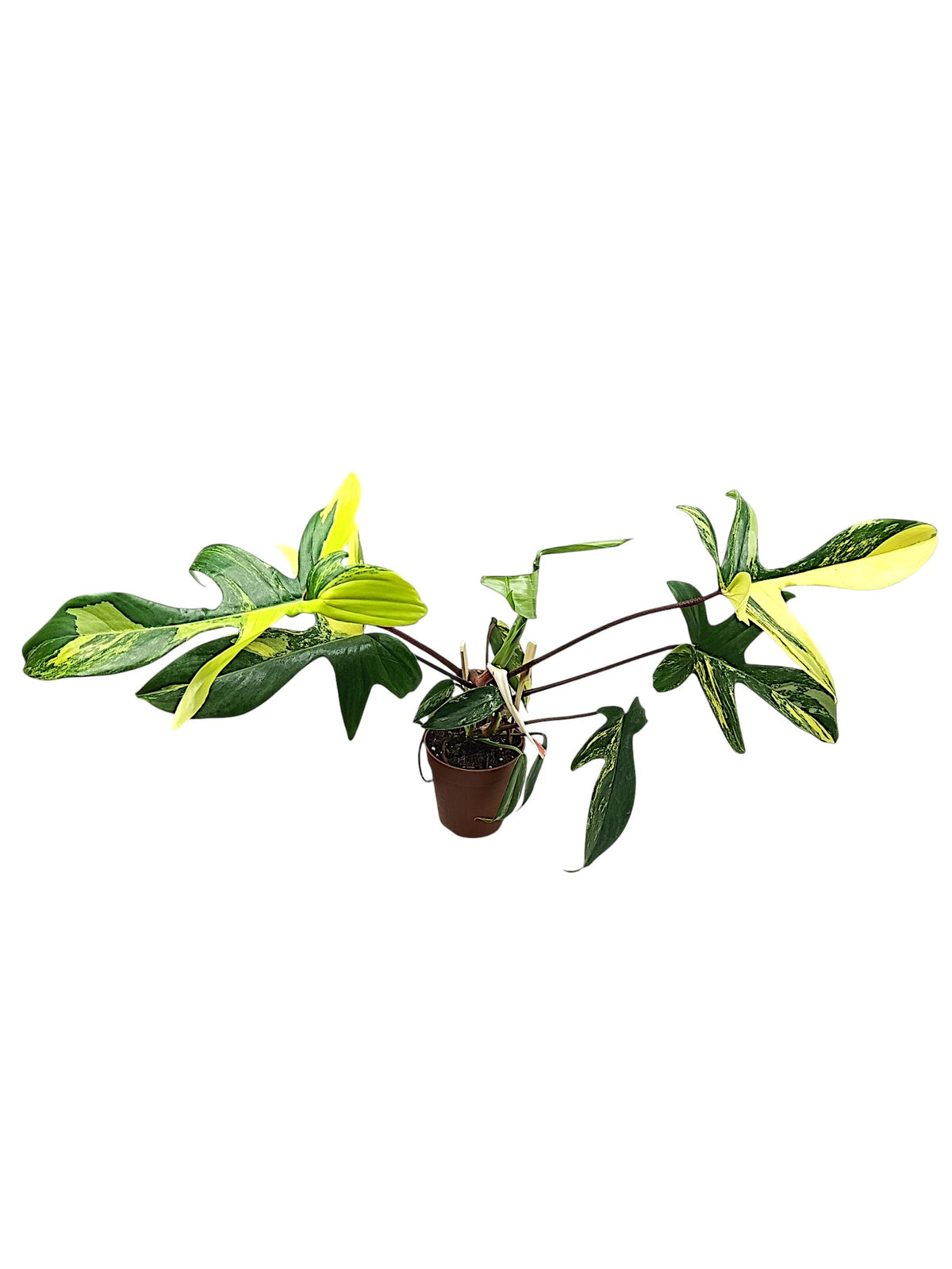 Philodendron Florida Beauty