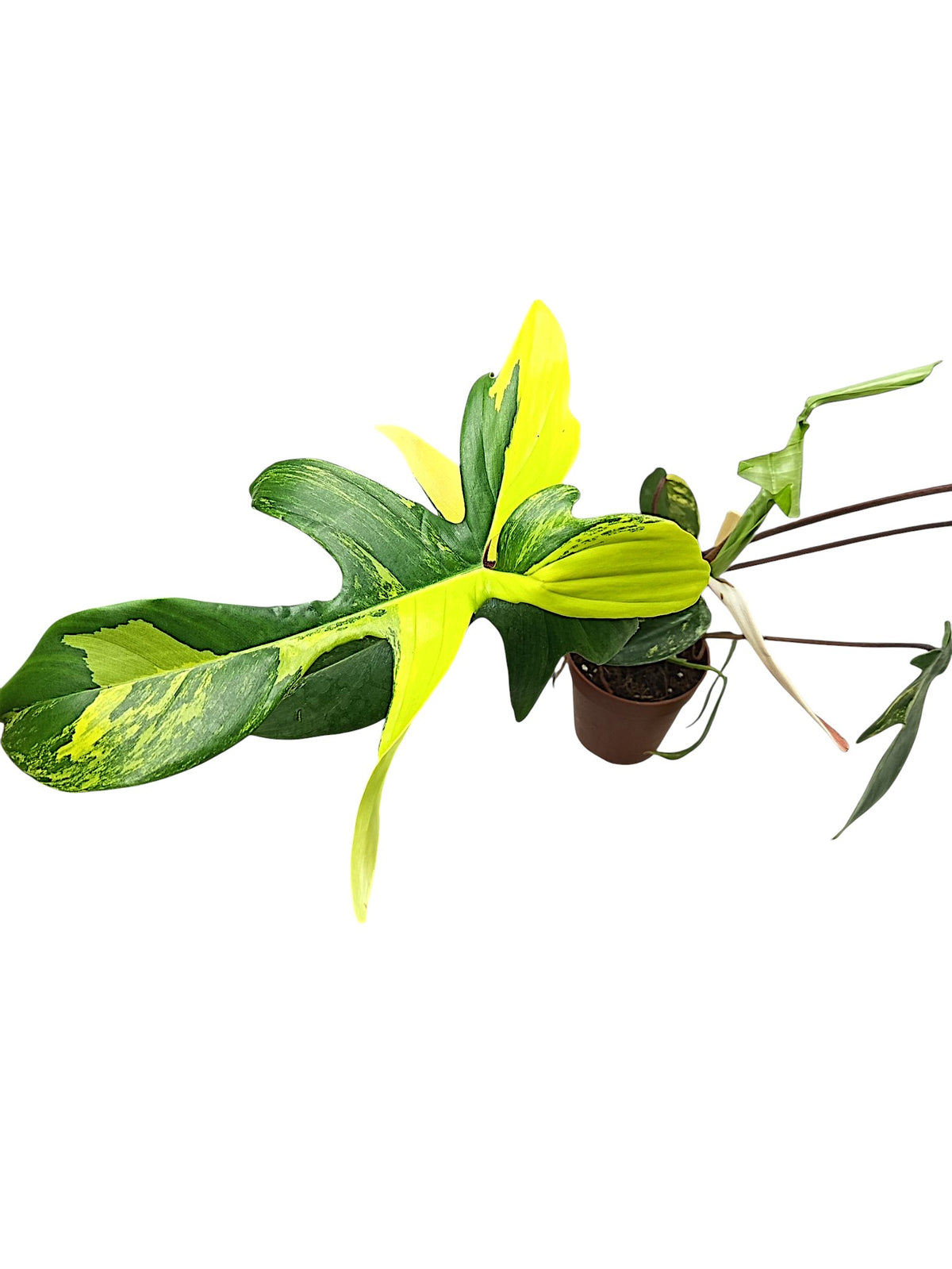 Philodendron Florida Beauty