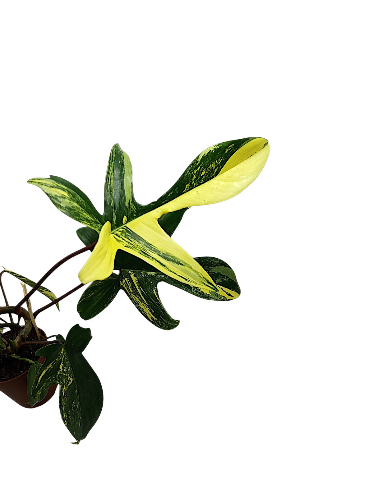 Philodendron Florida Beauty