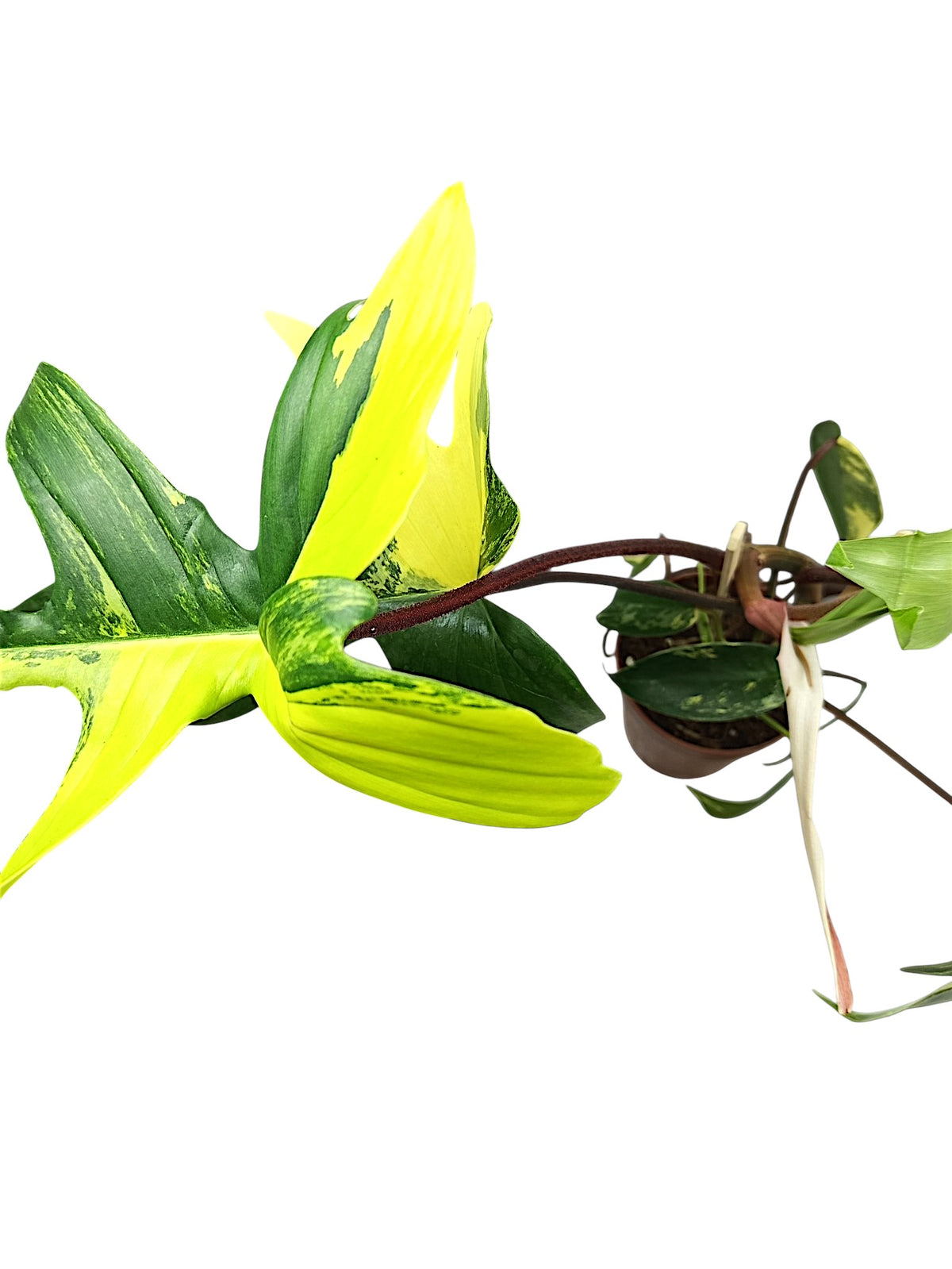 Philodendron Florida Beauty