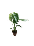 Monstera Devil Monster