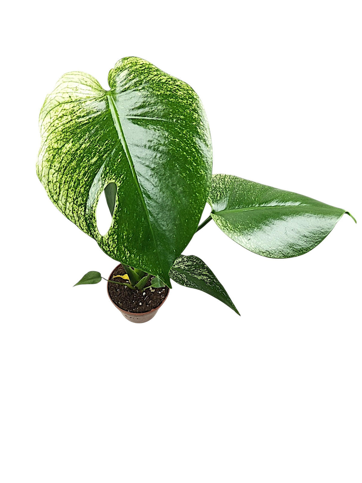 Monstera Devil Monster
