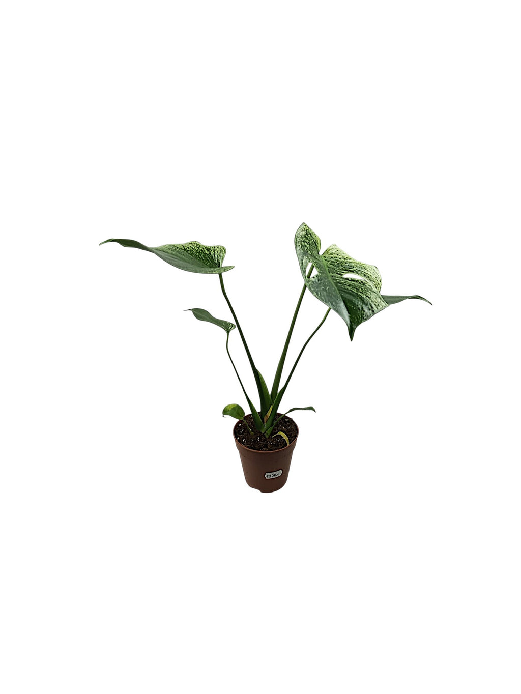 Monstera Devil Monster