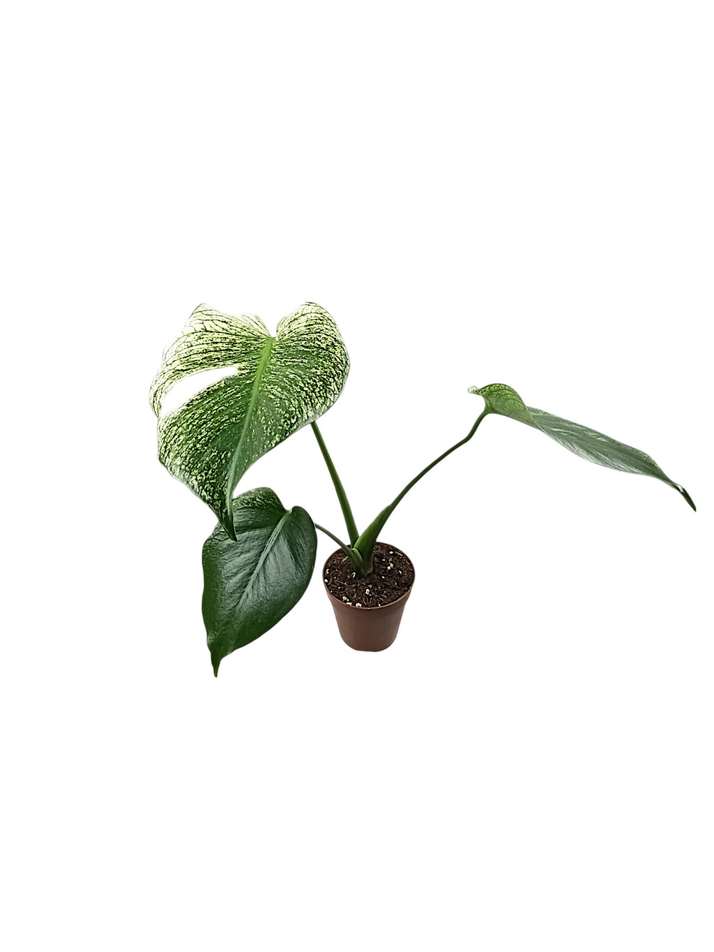 Monstera Devil Monster