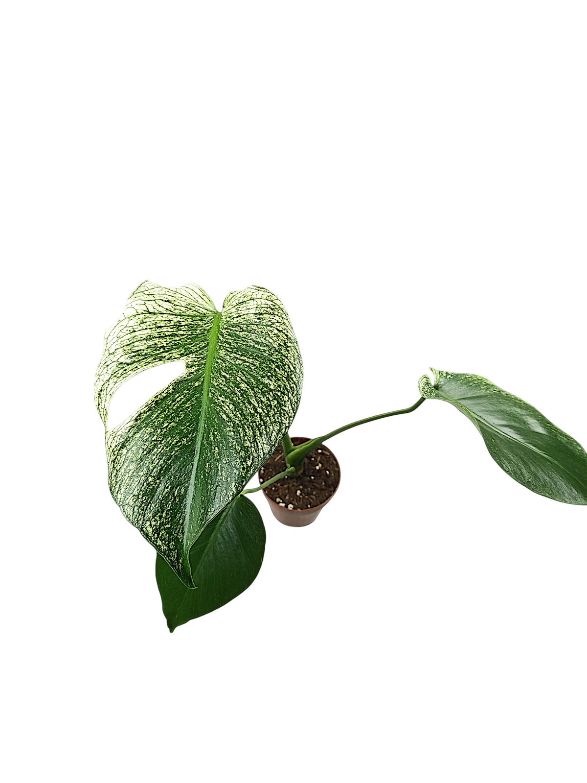 Monstera Devil Monster