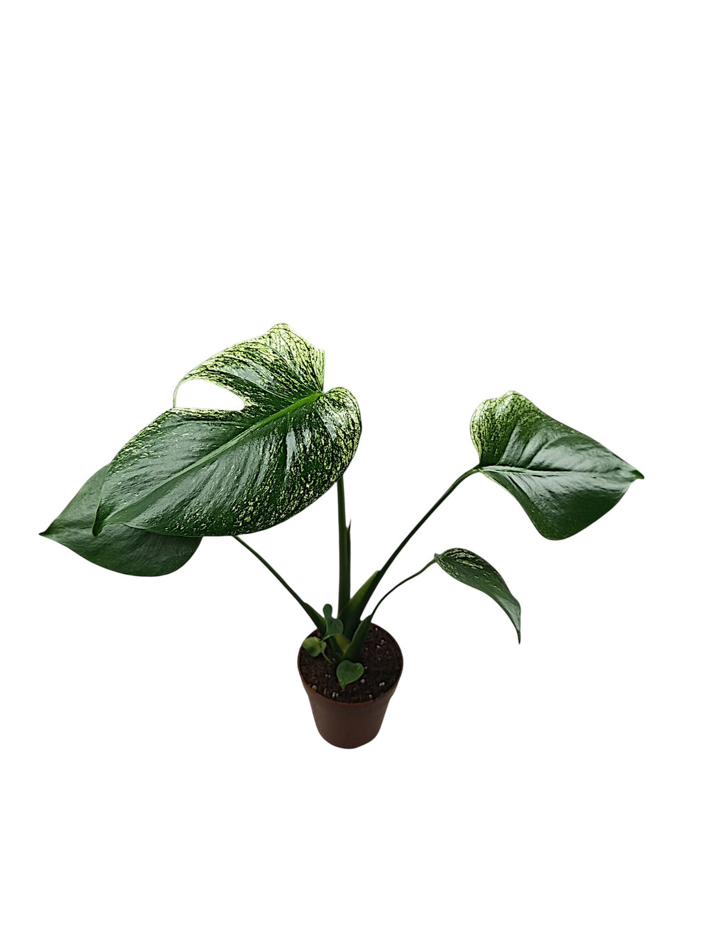 Monstera Devil Monster