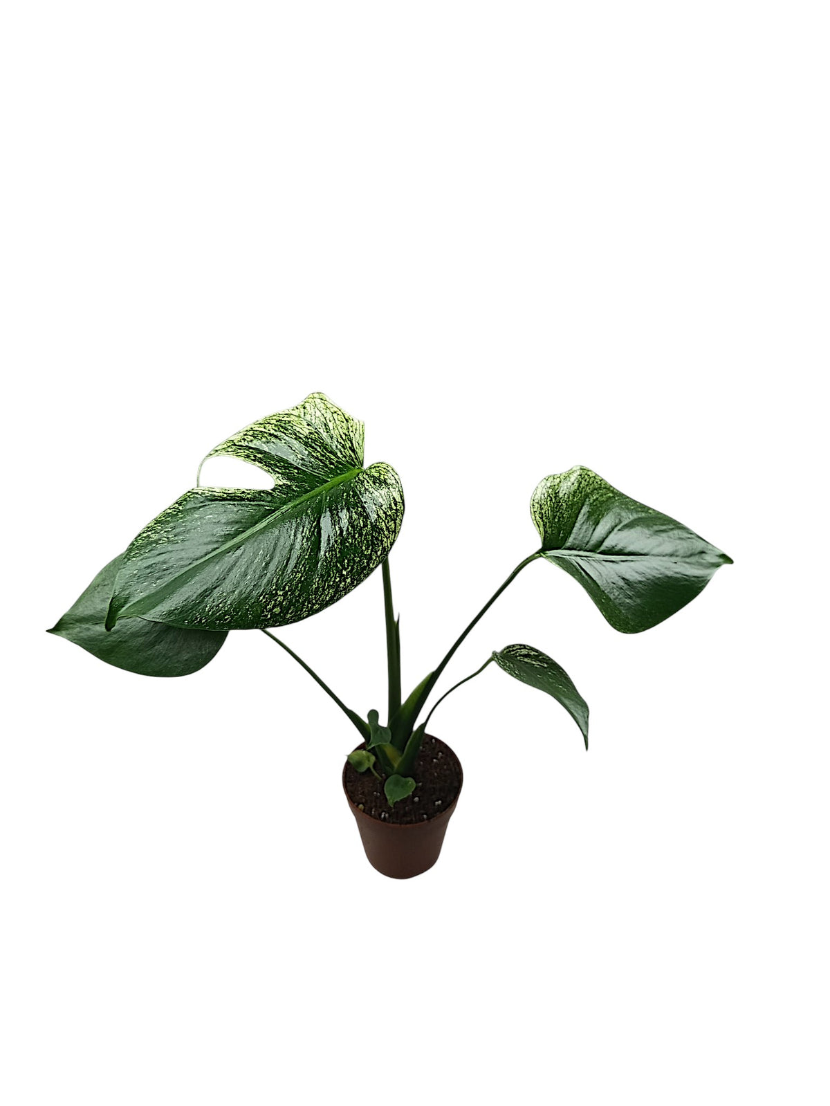 Monstera Devil Monster