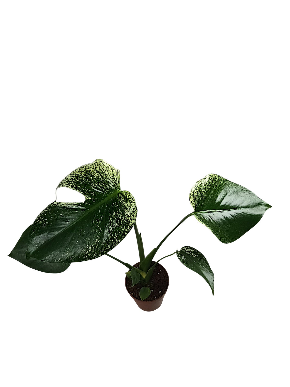 Monstera Devil Monster