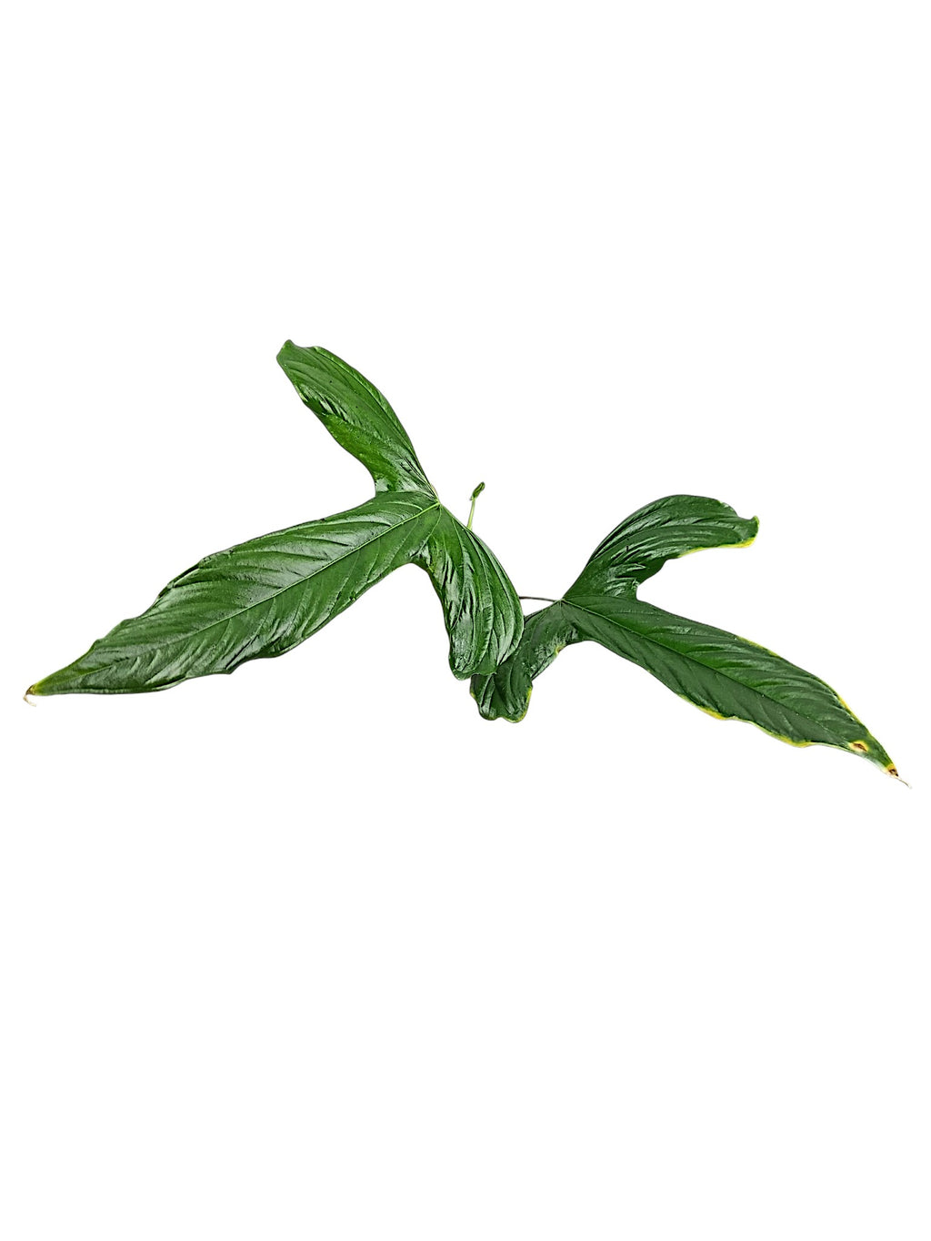 Anthurium Pinkleyi