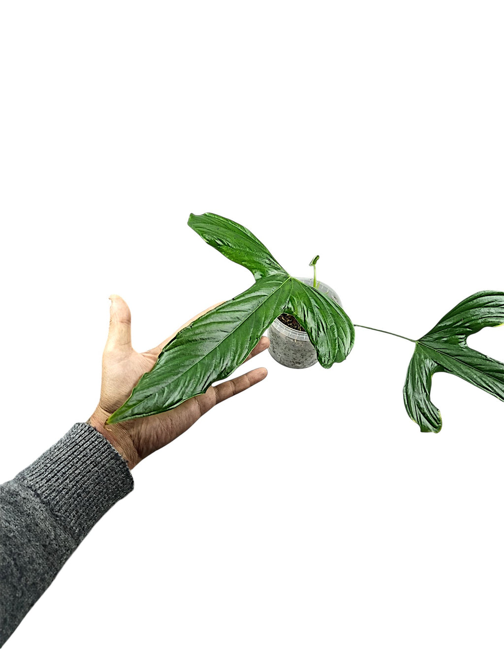 Anthurium Pinkleyi
