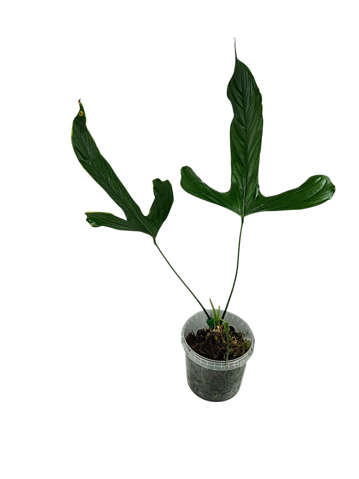 Anthurium Pinkleyi