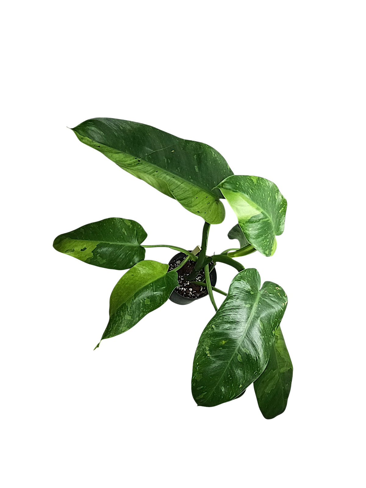 Philodendron Jose Bueno