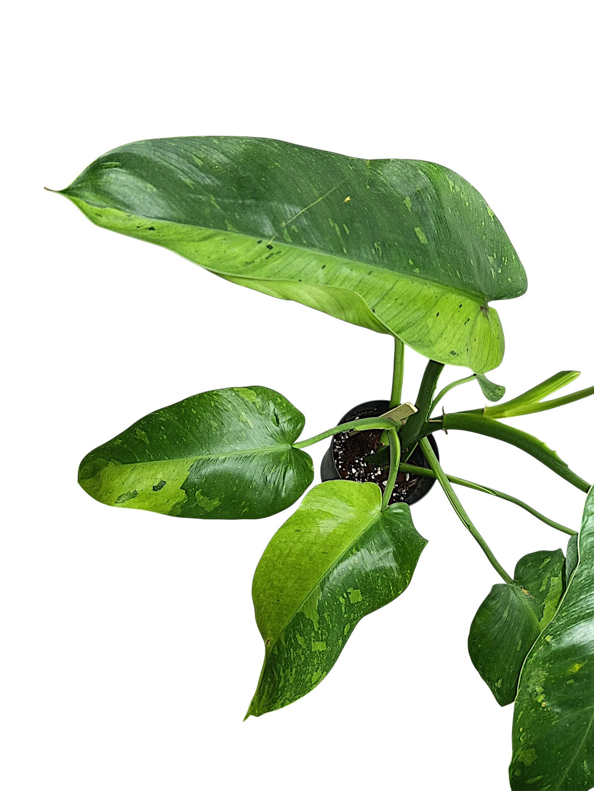 Philodendron Jose Bueno