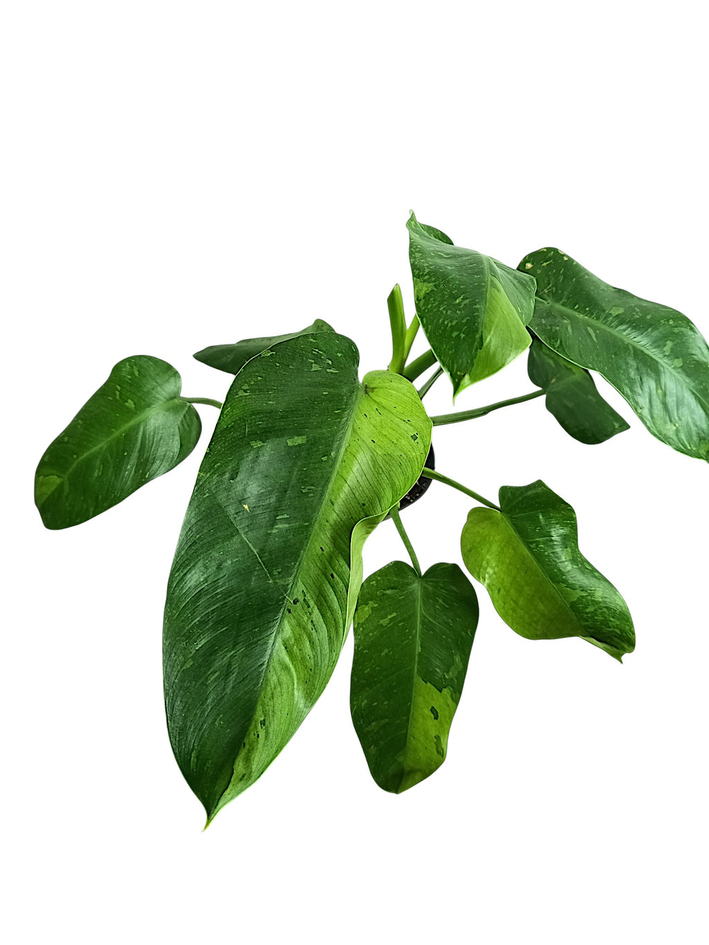 Philodendron Jose Bueno