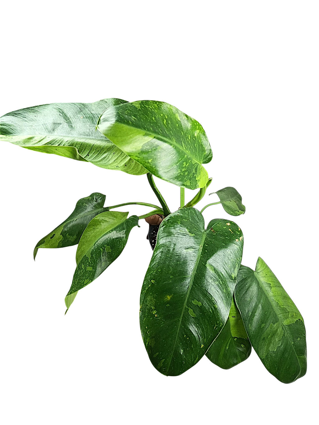Philodendron Jose Bueno
