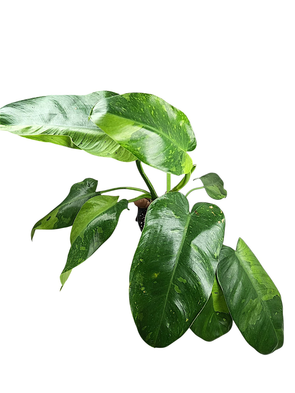 Philodendron Jose Bueno