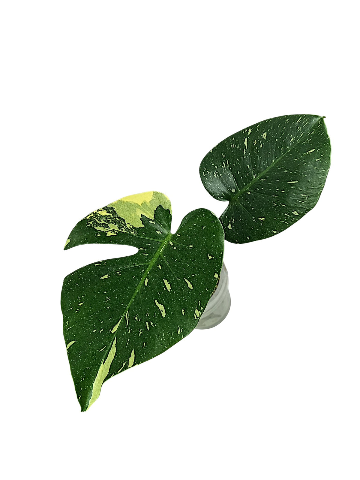 Monstera No ID