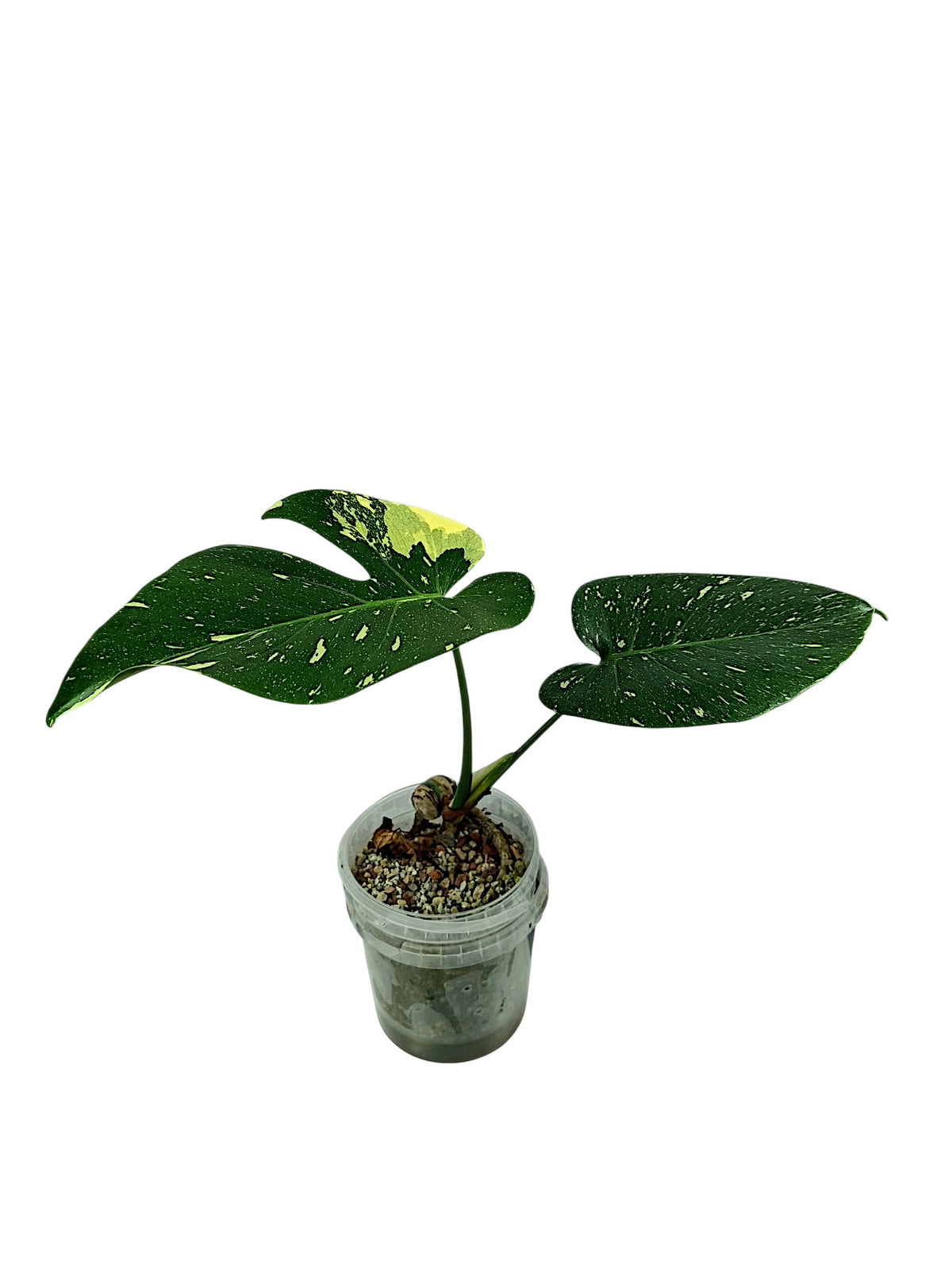 Monstera No ID