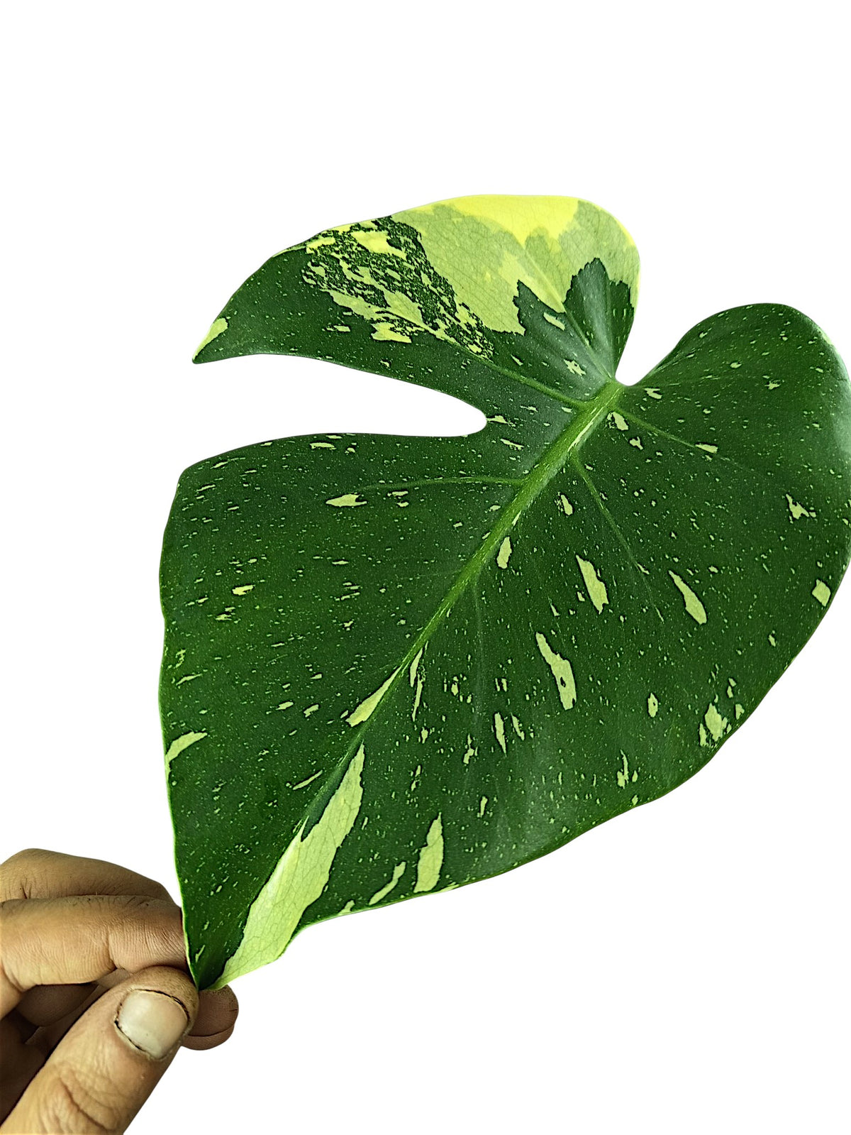Monstera No ID