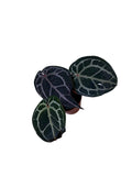 DocBlock Anthurium Michelle