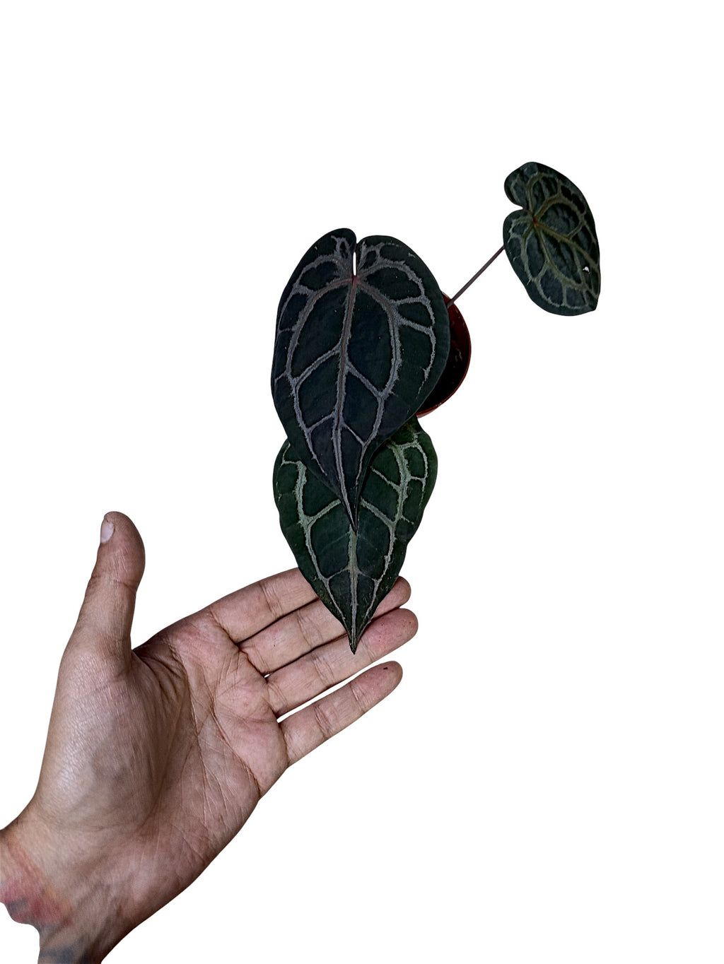 DocBlock Anthurium Michelle