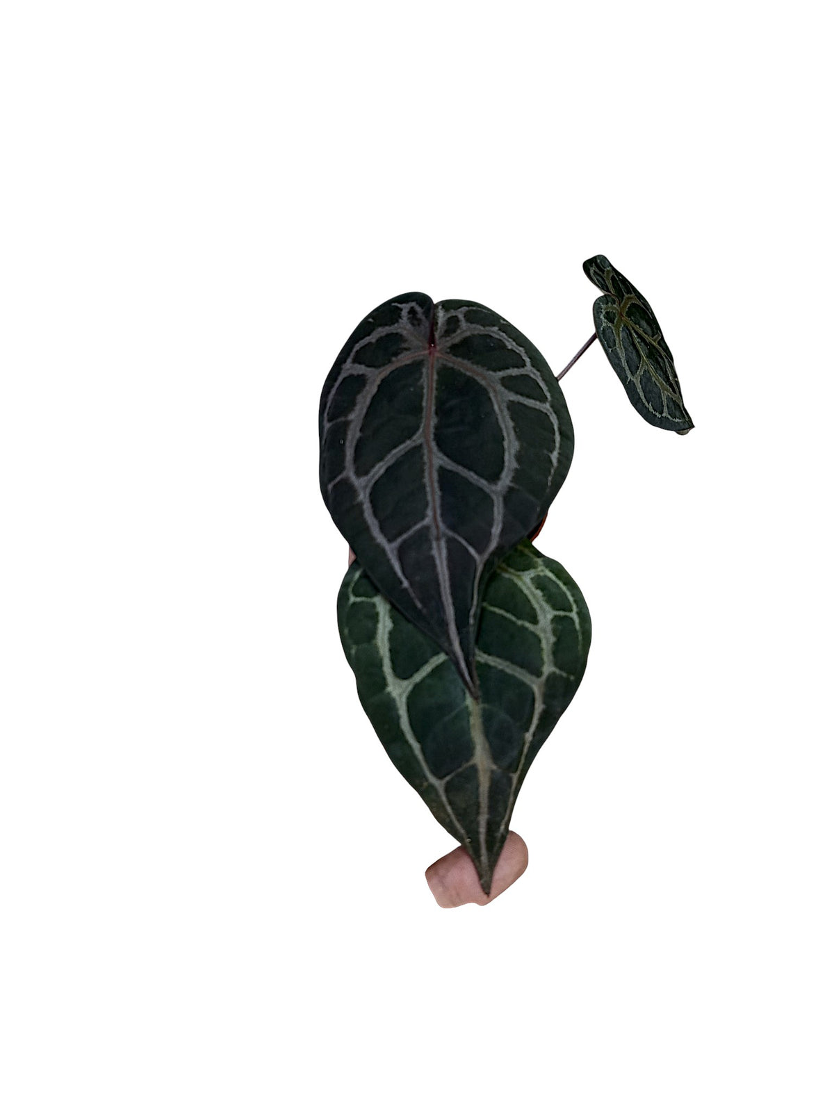 DocBlock Anthurium Michelle