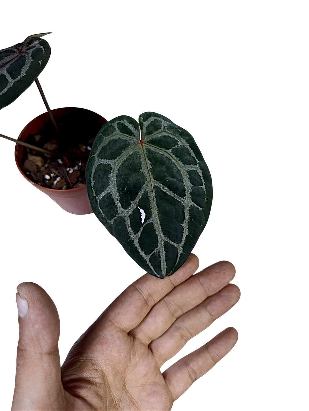 DocBlock Anthurium Michelle