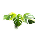 Monstera Aurea Marmota