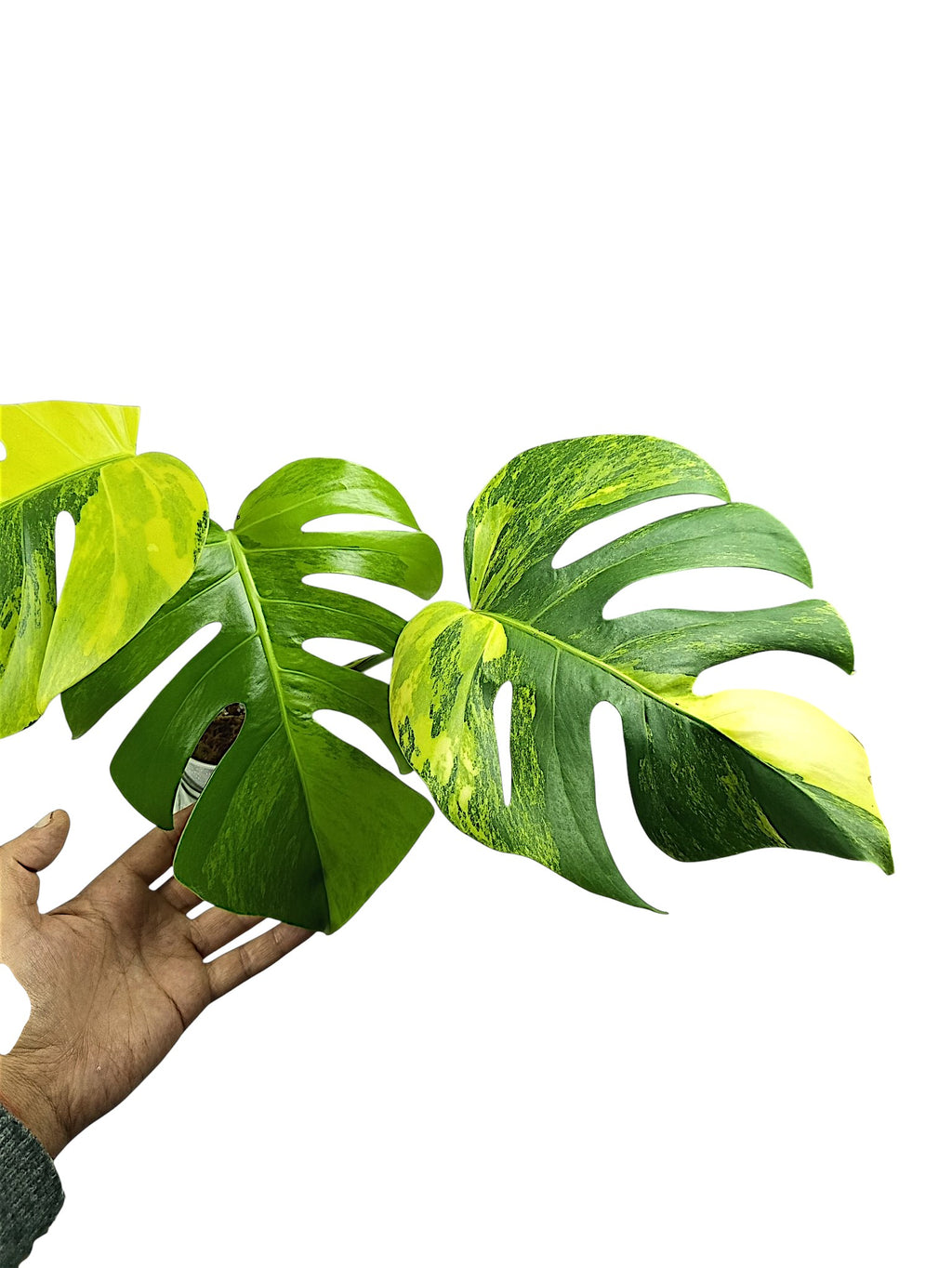 Monstera Aurea Marmota