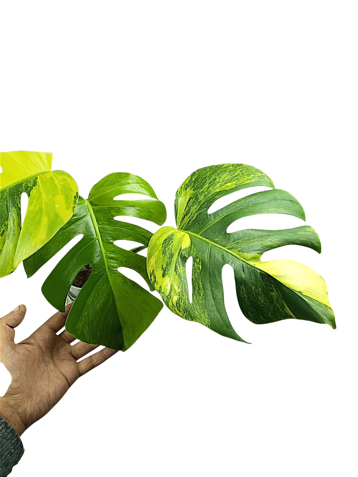 Monstera Aurea Marmota