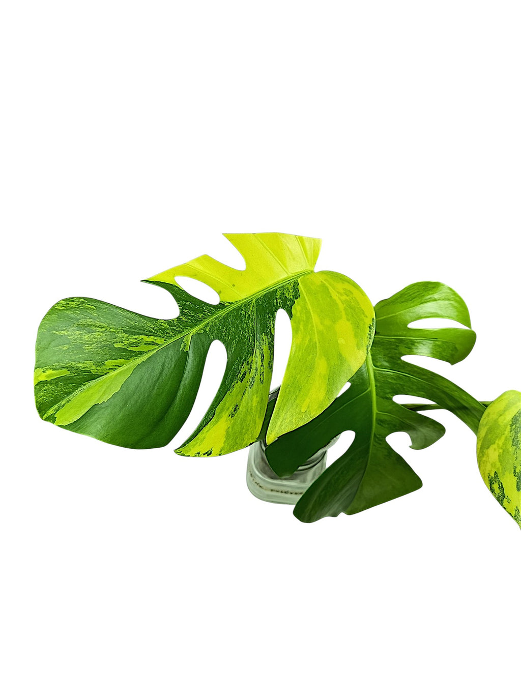 Monstera Aurea Marmota