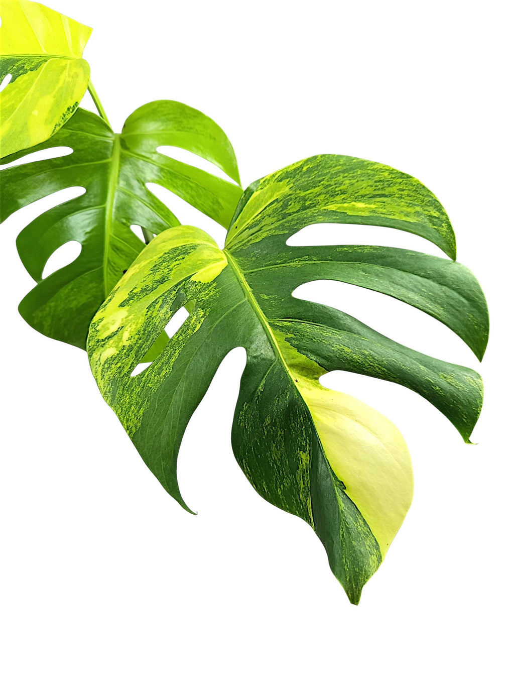 Monstera Aurea Marmota